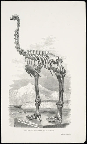 Artist unknown :Moa with feet like an elephant. Dinornis elephantopus. Vol. I, page 32. [London, John Murray, 1859]