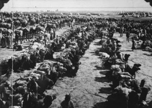 Photograph of a camel convoy loading frozen mutton