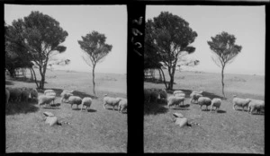 Sheep grazing in a coastal area, location unidentified