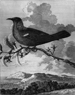 Forster, Johann Georg Adam 1754-1794 :Poe-bird, New Zeeland - London ; Strahan 1777