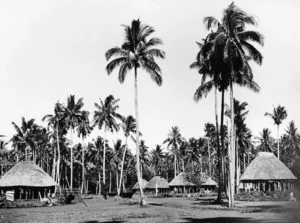 Thatched huts amongst coconut palms, Samoa - Photograph taken by William Hall Raine