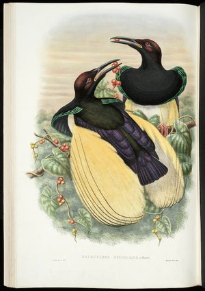 Monograph of the Paradiseidae or, birds of paradise and Ptilonorhynchidae, or bower-birds / by R. Bowdler Sharpe.