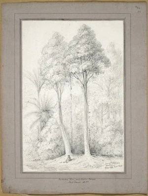Swainson, William, 1789-1855 :Young buckateers, Hawkeshead, River Hutt. 29 Dec., 1843