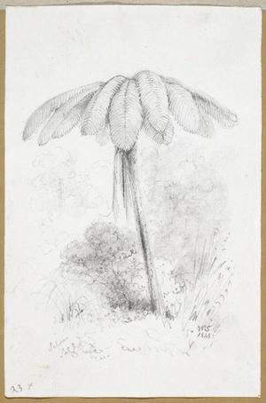 Swainson, William, 1789-1855 :Silver leaf fern, Birch Forest, Upper Hutt. 1848.