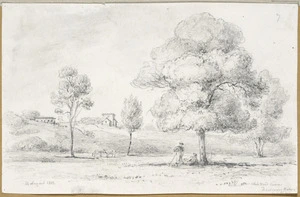 [Swainson, William] 1789-1855 :White wood acacia, Dandenong Barris [?] 14 August, 1853