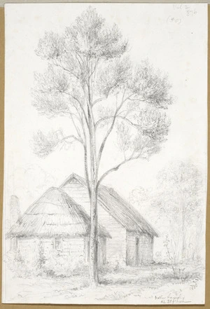 [Swainson, William] 1789-1855 :Native laurel ab[out] 35 ft high [ca 1845]