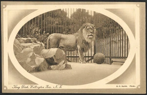 [Postcard]. King Dick, Wellington Zoo, N.Z. S C Smith, photo. New Zealand post card (carte postale), F T series no 1019. Printed in Saxony [1904-1914]