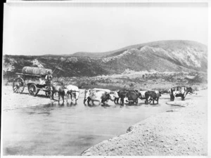 Bullock team pulling a wool wagon across a stream at Cheviot
