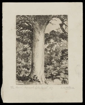 Matthews, Marmaduke, 1855?-1949 :The kauri - monarch of the forest, N.Z. [1930s]
