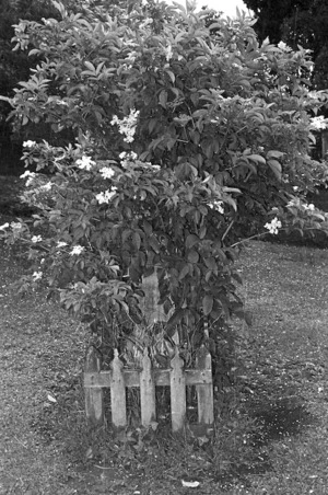 Unidentified grave site, Sydney Street Cemetery.