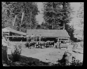 Unidentified men with bullock team pulling log, in front of sheds, unidentified location