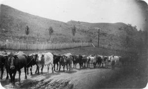 Bullock team on the road at Taihape