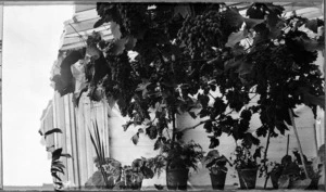 Grape vine at the Carter's house, Scarborough Terrace, Mount Victoria, Wellington