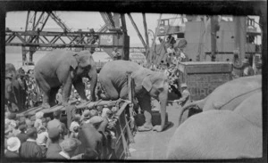 Elephants boarding a ship with an unidentified trainer and a crowd of people looking on, [Lyttelton Harbour?], Christchurch City