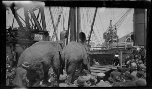 Two elephants boarding a ship in front of a crowd, [Lyttelton Harbour?], Christchurch City