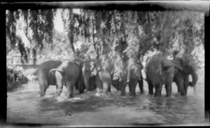 A group of elephants in a unknown pond location with a crowd of people looking on, Christchurch City