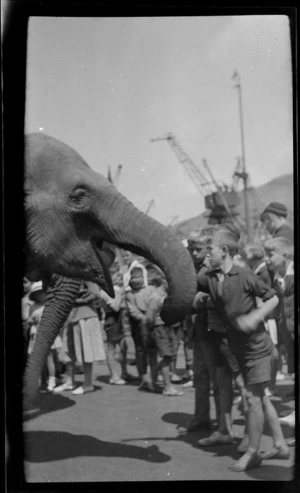 Group of unidentified boys with an elephant in front of a crowd on a wharf, [Lyttelton Harbour?], Christchurch City