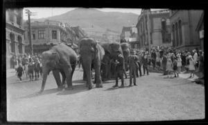 A group of elephants chained together with unidentified trainers walking down a street in front of the Canterbury Hotel with a crowd of people looking on, Christchurch City
