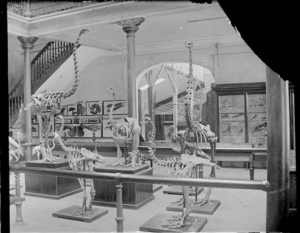 Moa skeletons, at the Canterbury museum, Christchurch