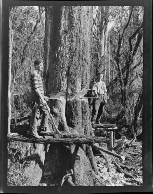 [Edgar (right) and Owen Williams?], felling trees, Kakahi, Ruapehu District