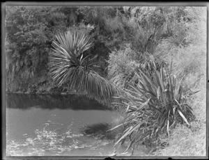 River scene, showing flax and bush, Kakahi, Ruapehu District