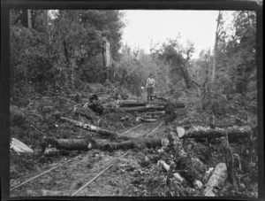 Scene in native bush with felled trees and unidentified man with an axe, Kakahi, Ruapehu District