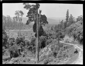 Scene with showing trees and bush, including an unidentified man, Kakahi, Manawatu-Whanganui