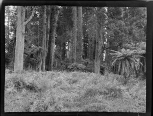 Bush scene, including tall trees, Kakahi, Manawatu-Whanganui