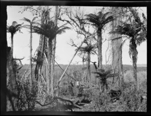Scene in native bush including ponga and a [bridge?] hung between trees, Kakahi, Manawatu-Whanganui region