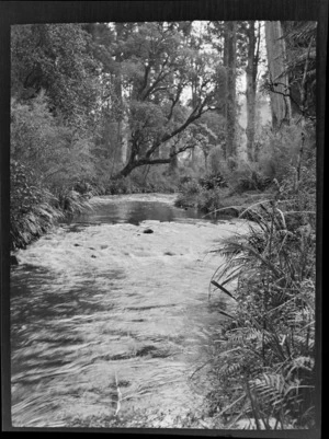 View of a stream within an unknown forest surrounded by tall trees, Kakahi District, Manawatu-Whanganui Region
