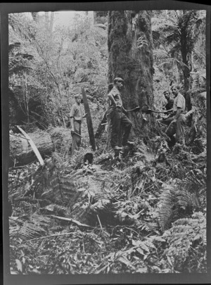 Tree felling with four unidentified men making an initial axe cut on a large tree trunk before sawing, Kakahi District, Manawatu-Whanganui Region