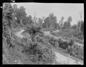 View of a local road and the railway line through forest, Kakahi District, Manawatu-Whanganui Region