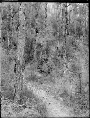 View of a walkway track through Manuka trees within a unknown forest location, Kakahi District, Manawatu-Whanganui Region
