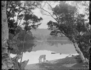 [Owaka River?], Catlins District, including a calf drinking from the river