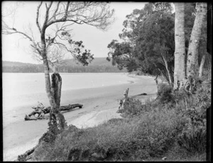 Bay with trees growing close to the shore, Catlins District