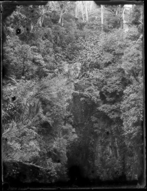 Steep tree lined gully, Catlins District