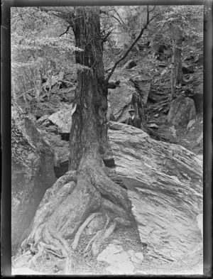 Unidentified man standing amongst trees and large rocks, [Queenstown-Lakes District]