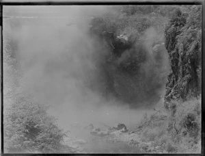 Steam rising from hot pools in bush, Rotorua District