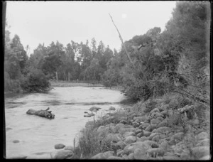 View of a braided section of the [Whanganui River?] surrounded by forest near the settlement of Kakahi, Manawatu-Whanganui Region