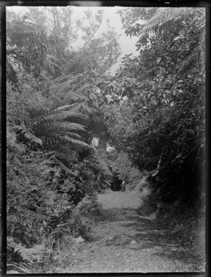 A track leading through bush, a woman [Lydia Williams?] standing at far end, location unidentified