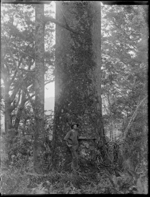 An unidentified young man, standing in native forest, holding an axe to a large kauri tree, [Northland]