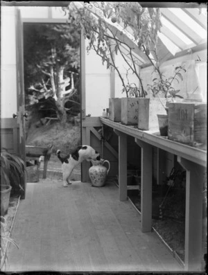 Interior of the conservatory at the residence of William and Lydia Williams, Royal Terrace, Kew, Dunedin, showing a cat looking into a ceramic jug