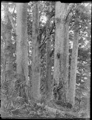 Unidentified young man with small axe standing next to large [kauri?] trees, Northland