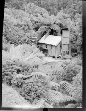 Hut in bush, West Coast region