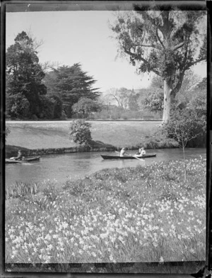 Unknown people rowing on the Avon River with daffodils in the foreground and trees beyond, [Hagley Park?], Christchurch City, Canterbury Region