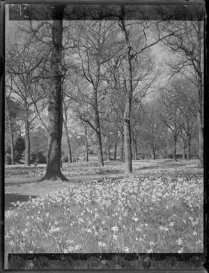 Daffodils in flower with trees beyond, Hagley Park, Christchurch City, Canterbury Region