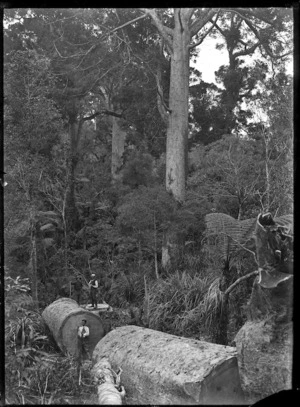 A fallen kauri in a stand of kauri bush, near Piha.