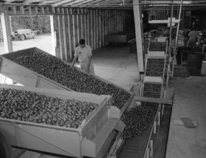 Pears being graded at the orchard of A A Wake, St George's Road, Hastings
