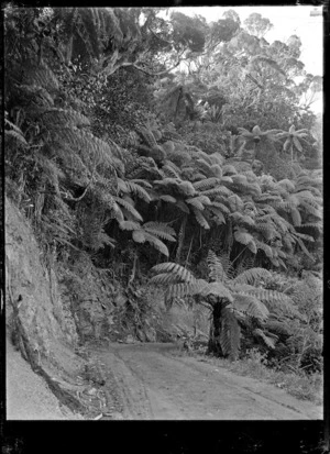 A bend on the Karekare Road with tree ferns above and below the road.