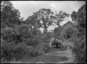 Horse-drawn wagonette on the West Coast Road, North Auckland